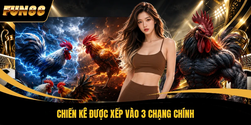 Chiến kê được xếp vào 3 chạng chính