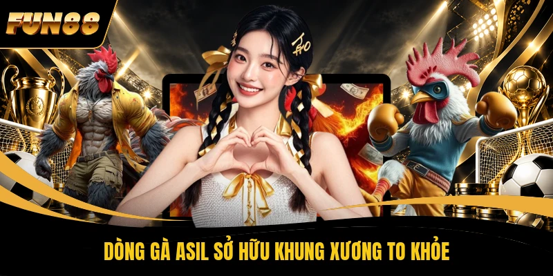 Dòng gà Asil sở hữu khung xương to khỏe